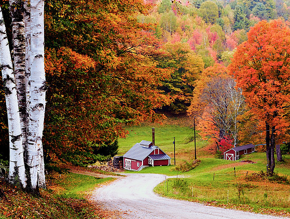 Fall Birches With Sugarhouse