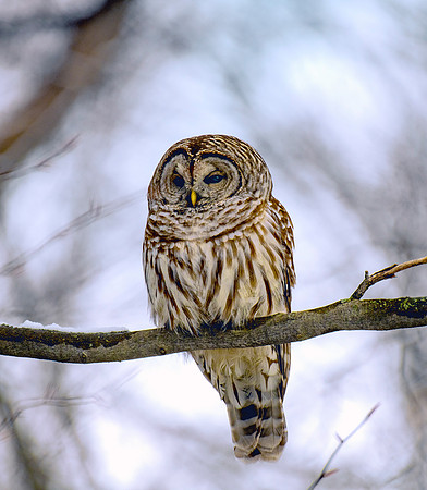 Barred Owl, Vermont