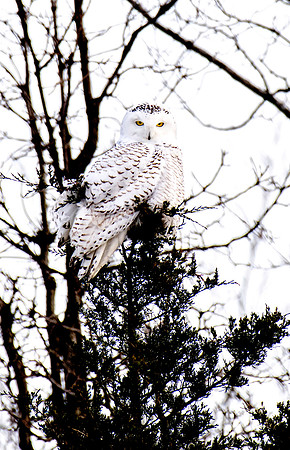 Snowy Owl