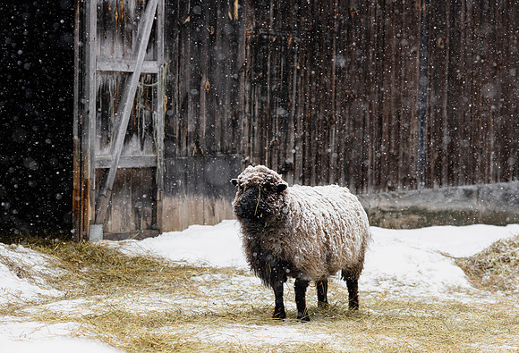 Sheep in the storm