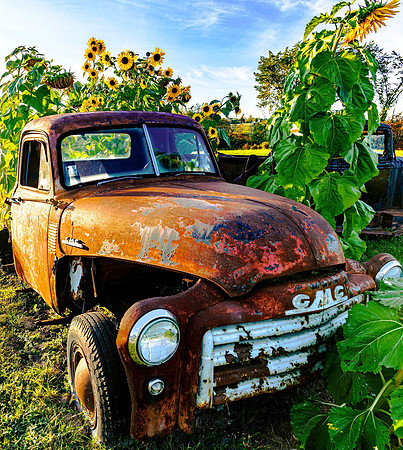 GMC truck in Orwell with sun flowers