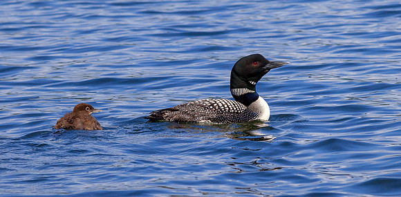 Loons, Chittenden, Vermont