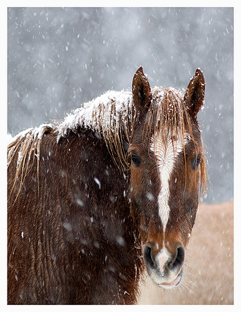 Horse in a Storm