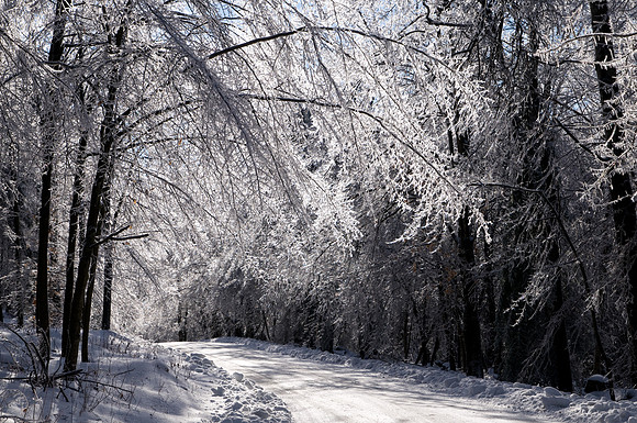 Winter Ice Storm Beauty
