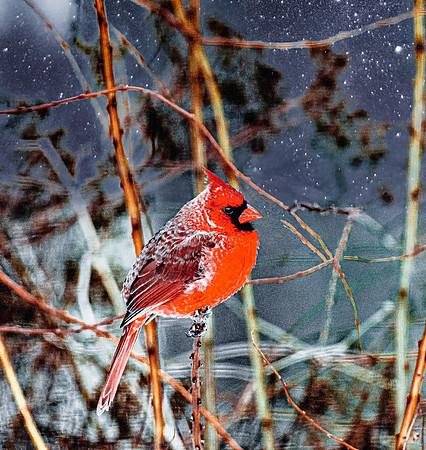 Winter Male Cardinal