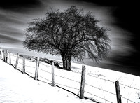 Winter Aura