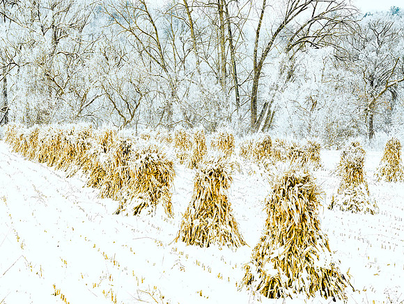 Amish Corn Shocks