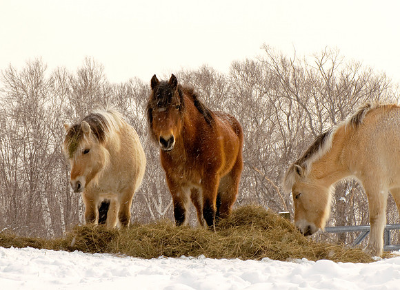 Winter Horses In Shrewsbury, Vermont